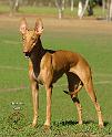 Pharaoh Hound